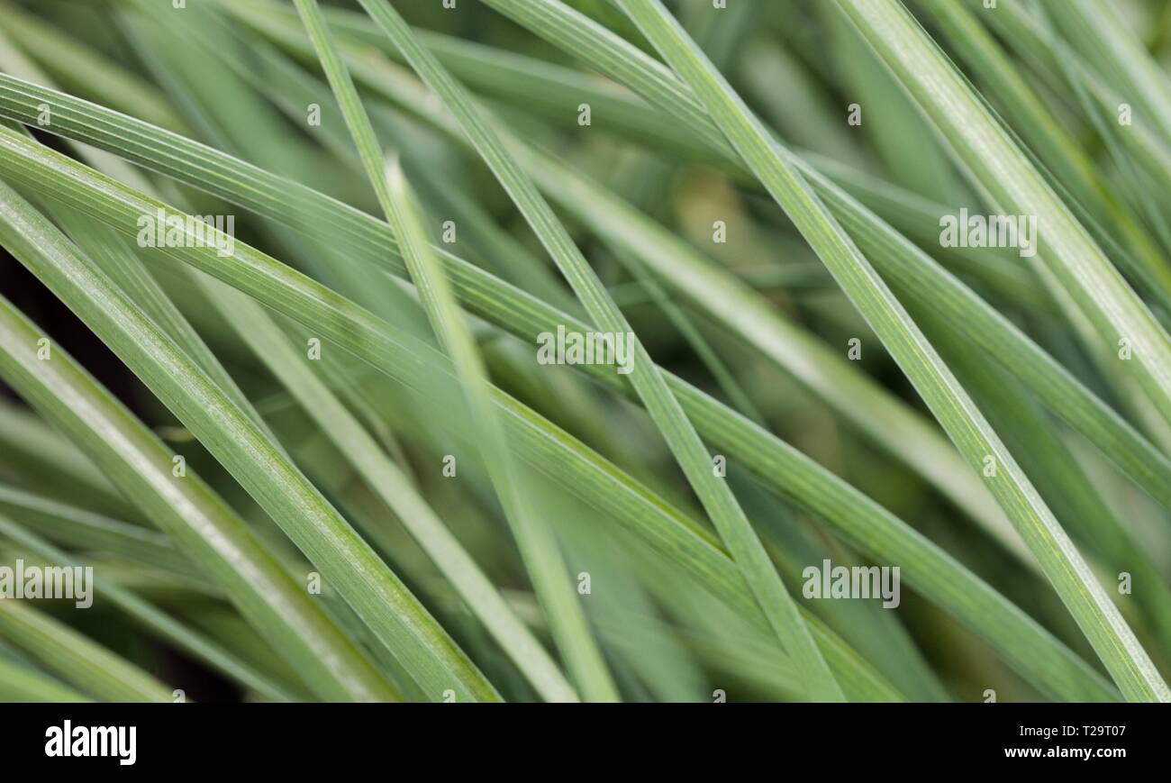 Lange dünne blätter Fotos und Bildmaterial in hoher Auflösung Alamy
