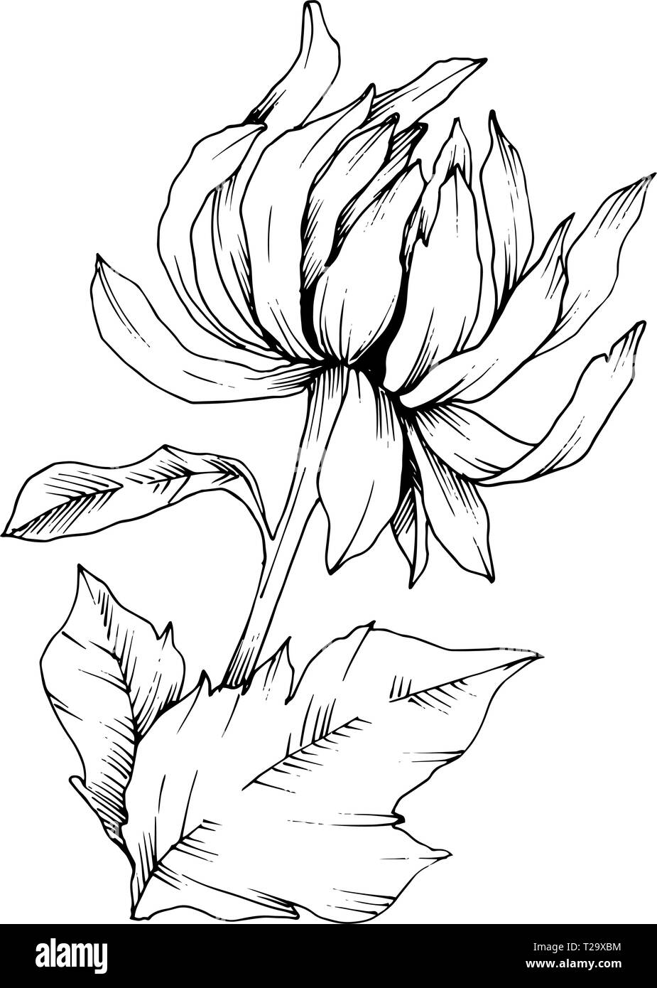Vektor Chrysantheme floral botanischen Blumen. Schwarz und weiß eingraviert Tinte Art isoliert Blume Illustration Element. Stock Vektor