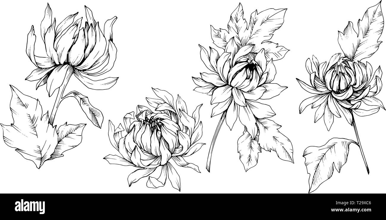 Vektor Chrysantheme floral botanischen Blumen. Schwarz und weiß eingraviert Tinte Art isoliert Blume Illustration Element. Stock Vektor