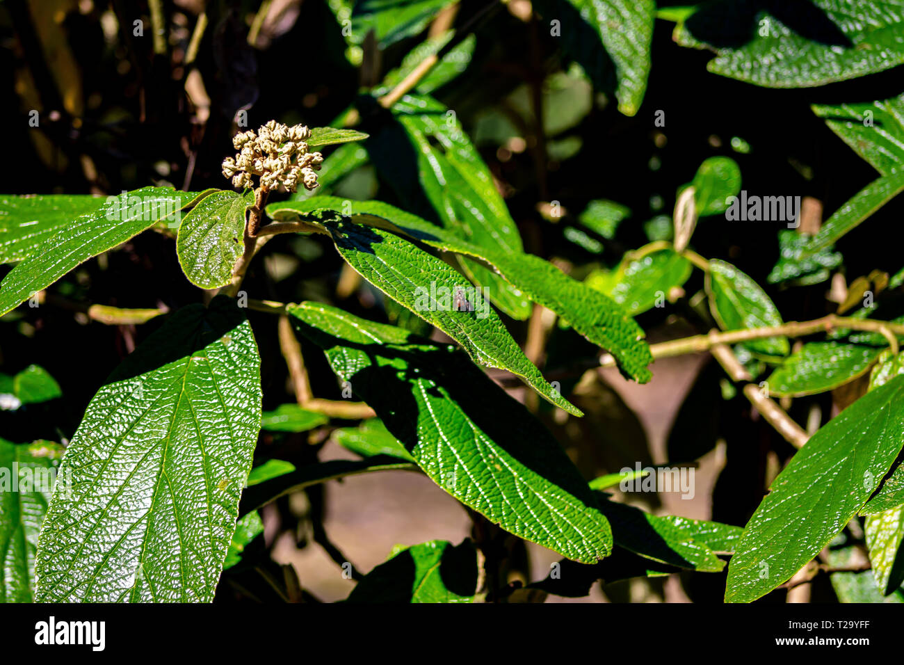 Natur und Wald, Festival Park, Stoke-On-Trent Stockfoto