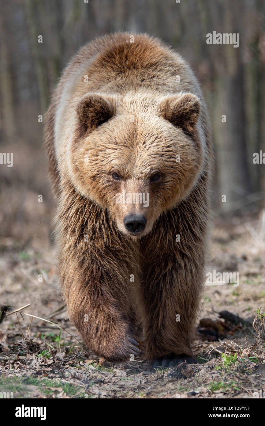 Close up big Braunbär im Frühjahr Wald Stockfoto