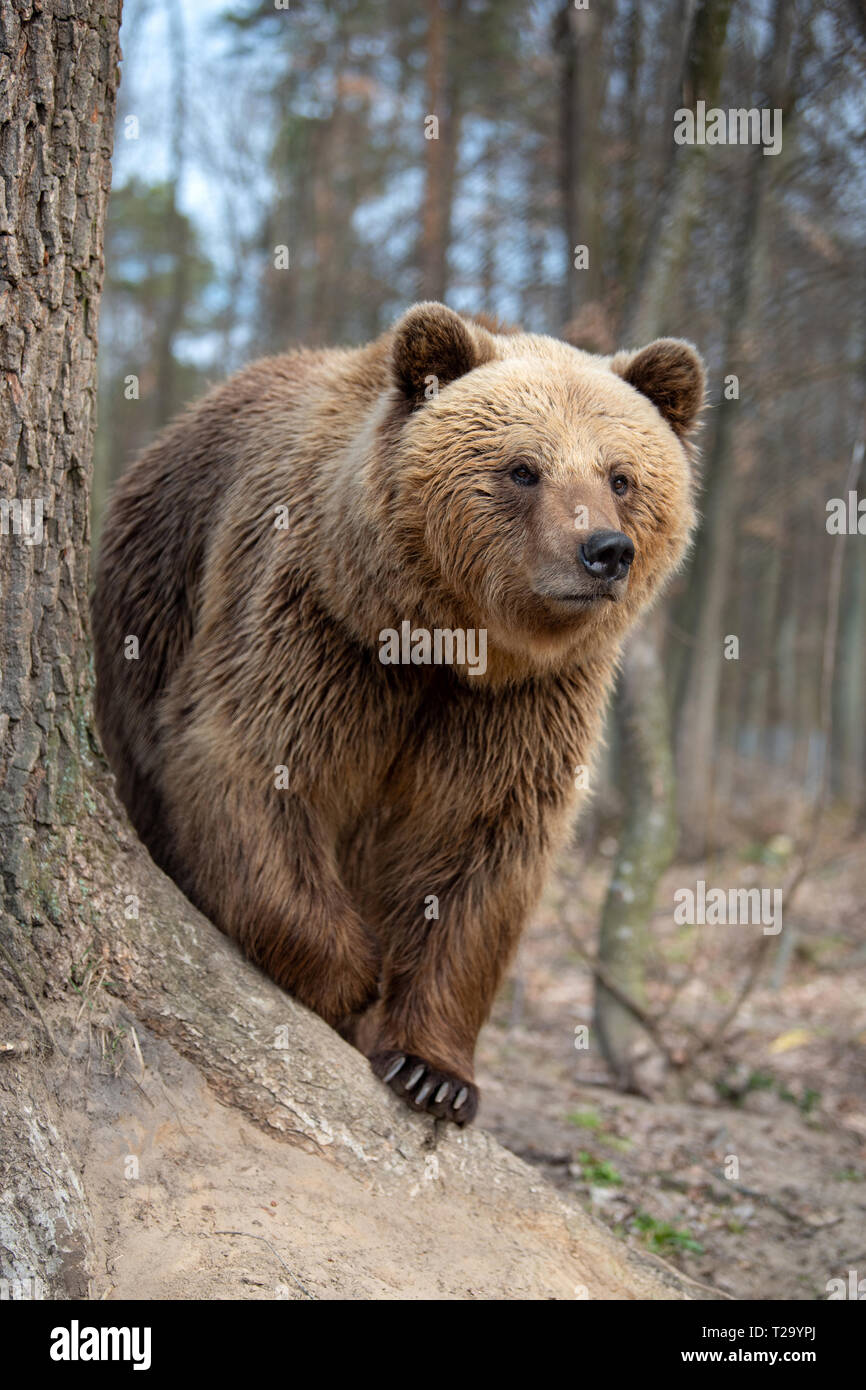 Close up big Braunbär im Frühjahr Wald Stockfoto