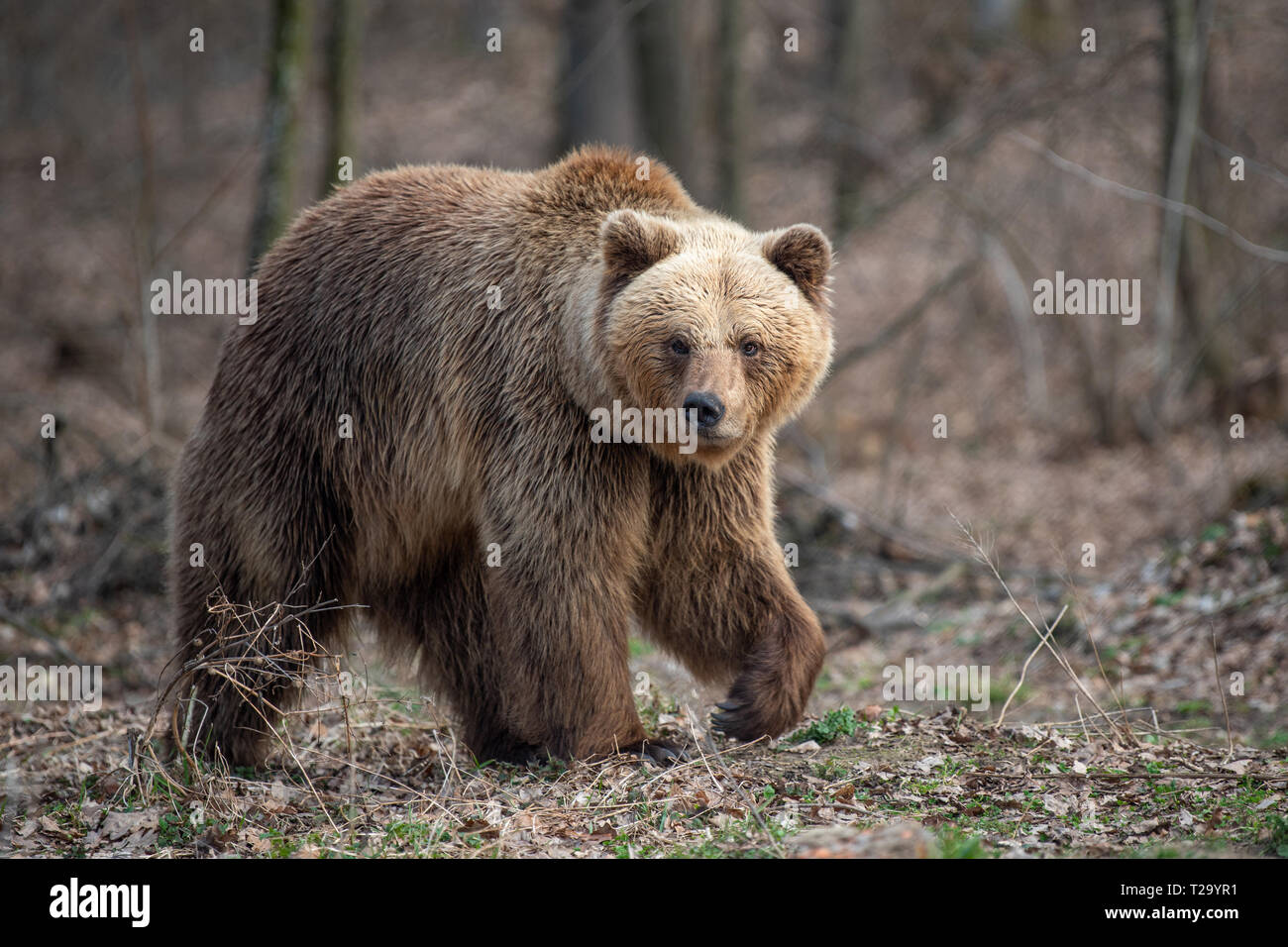 Close up big Braunbär im Frühjahr Wald Stockfoto