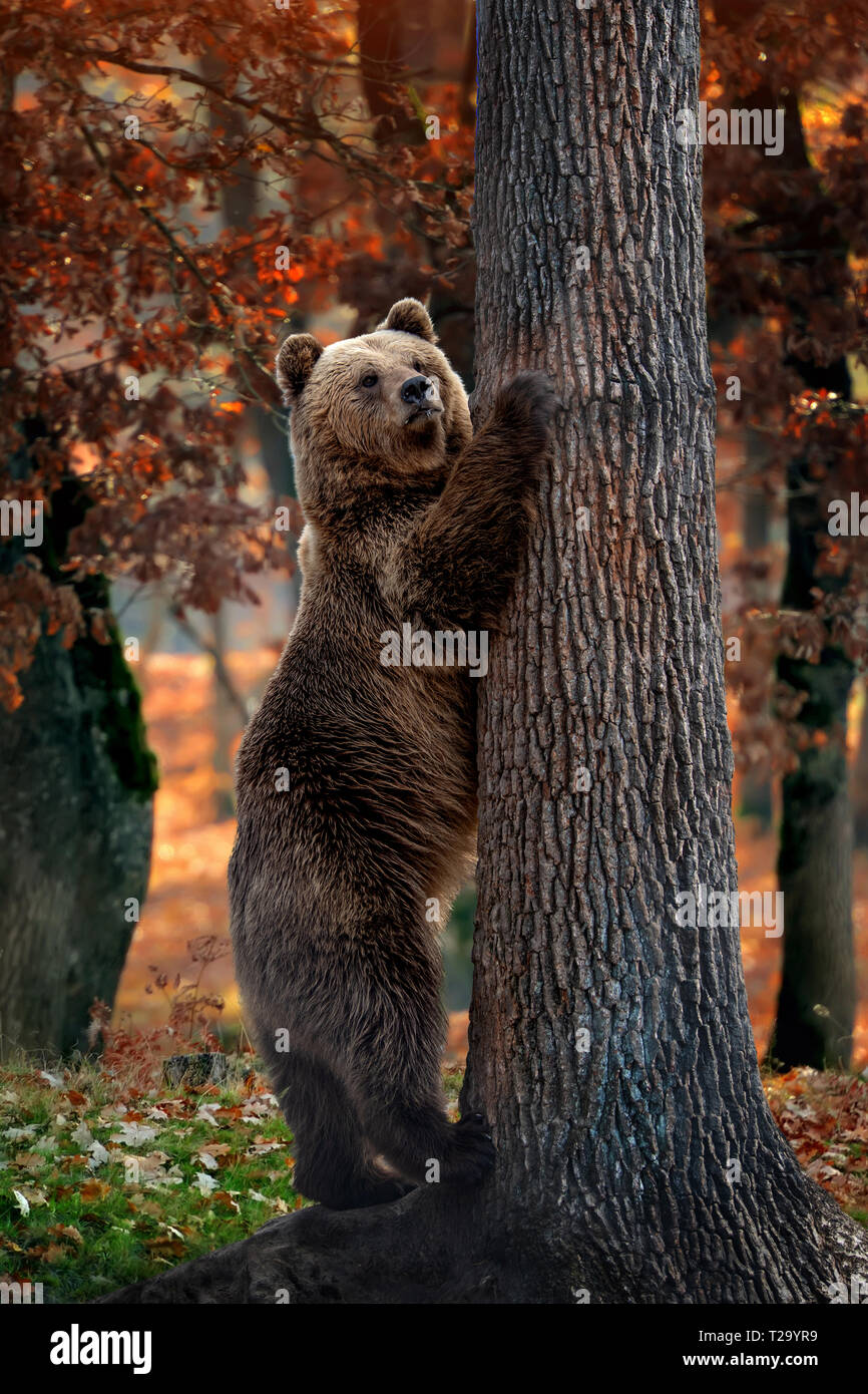 Close up big Braunbär im Herbst Wald Stockfoto