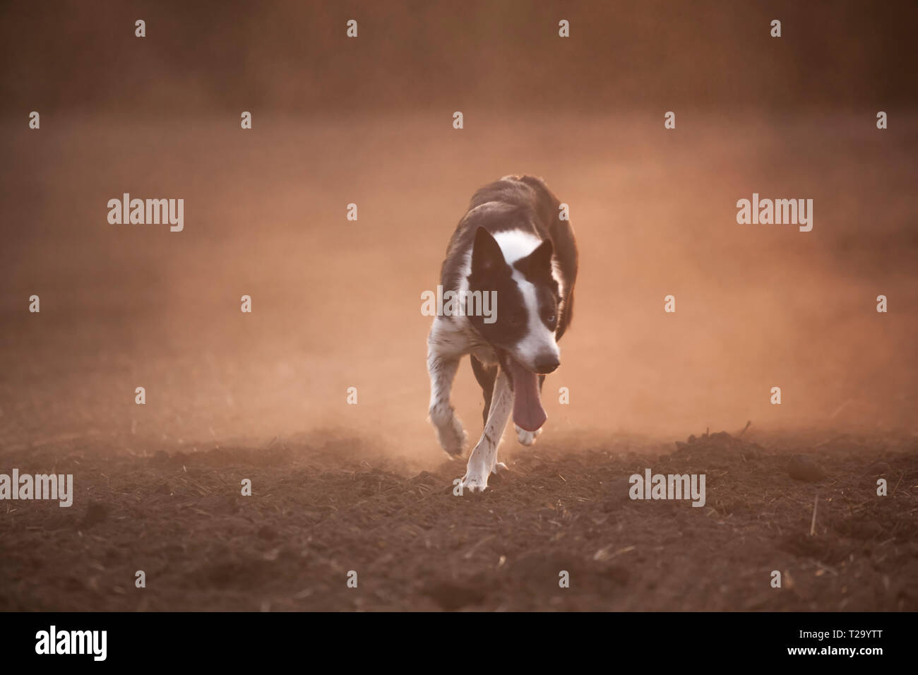 Border Collie Hund auf der Jagd Stockfoto
