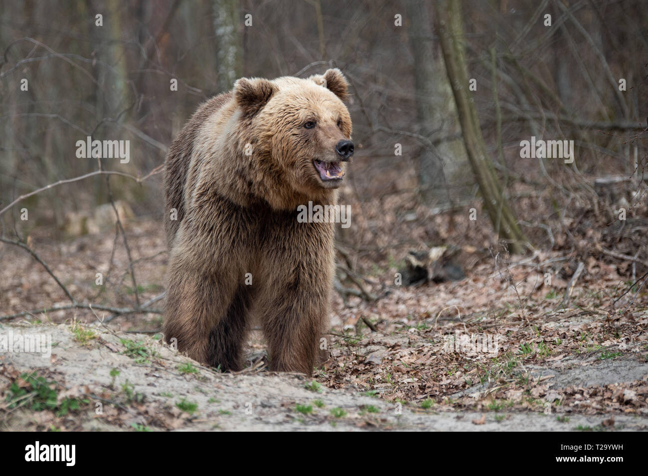 Close up big Braunbär im Frühjahr Wald Stockfoto