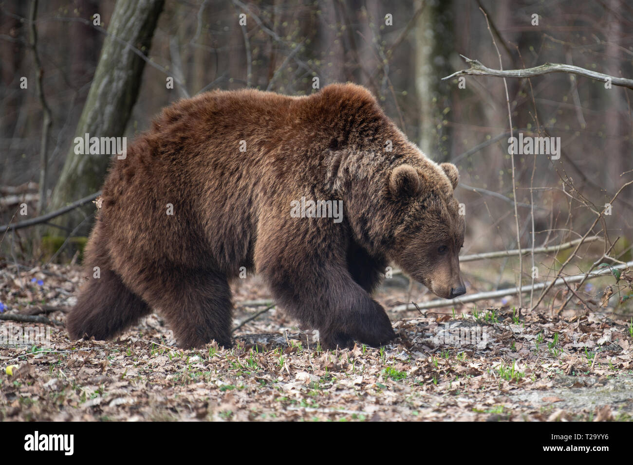 Close up big Braunbär im Frühjahr Wald Stockfoto