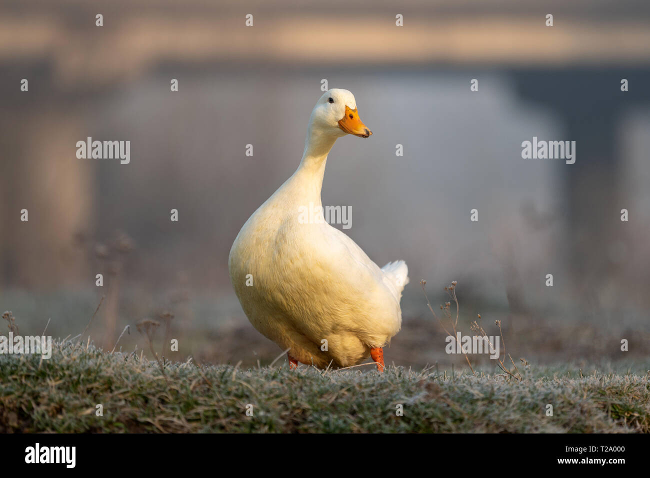 Weiße Ente auf nassem Gras Animal Farm am Ufer des Flusses Stockfoto