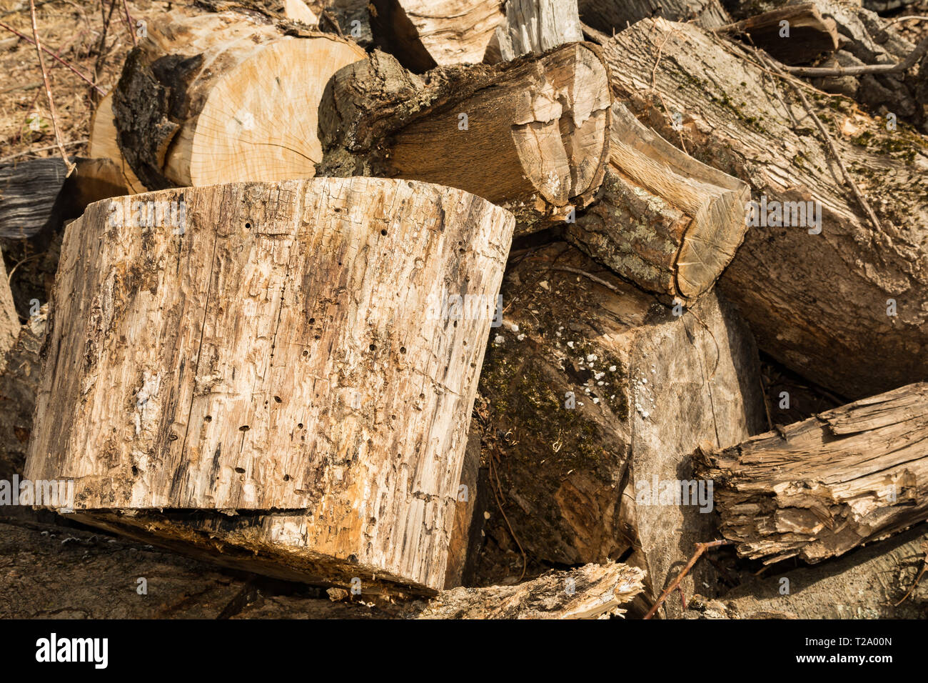 Brennholz geplagt mit Emerald Ash langweilig Käfer Stockfoto