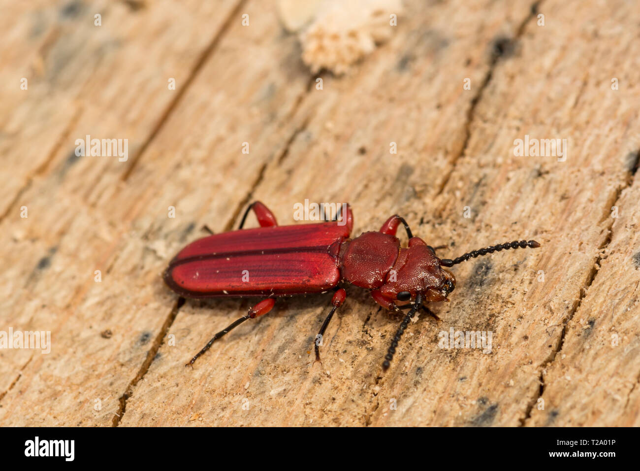 Rote flache Borkenkäfer (Cucujus clavipes) Stockfoto