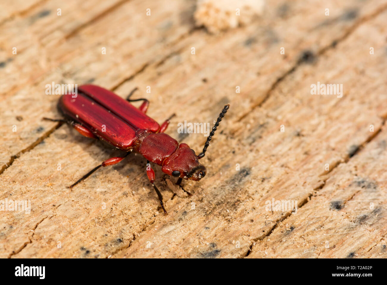 Rote flache Borkenkäfer (Cucujus clavipes) Stockfoto