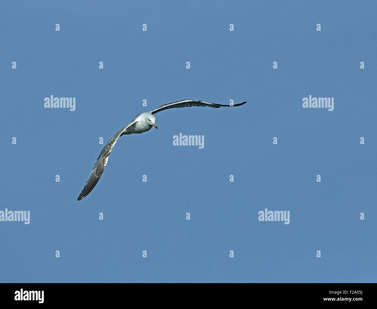 Kaspischen Möwe im Flug Stockfoto