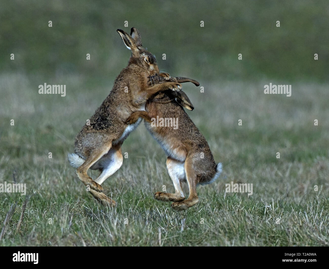 Europäischer Feldhase Boxen Stockfoto