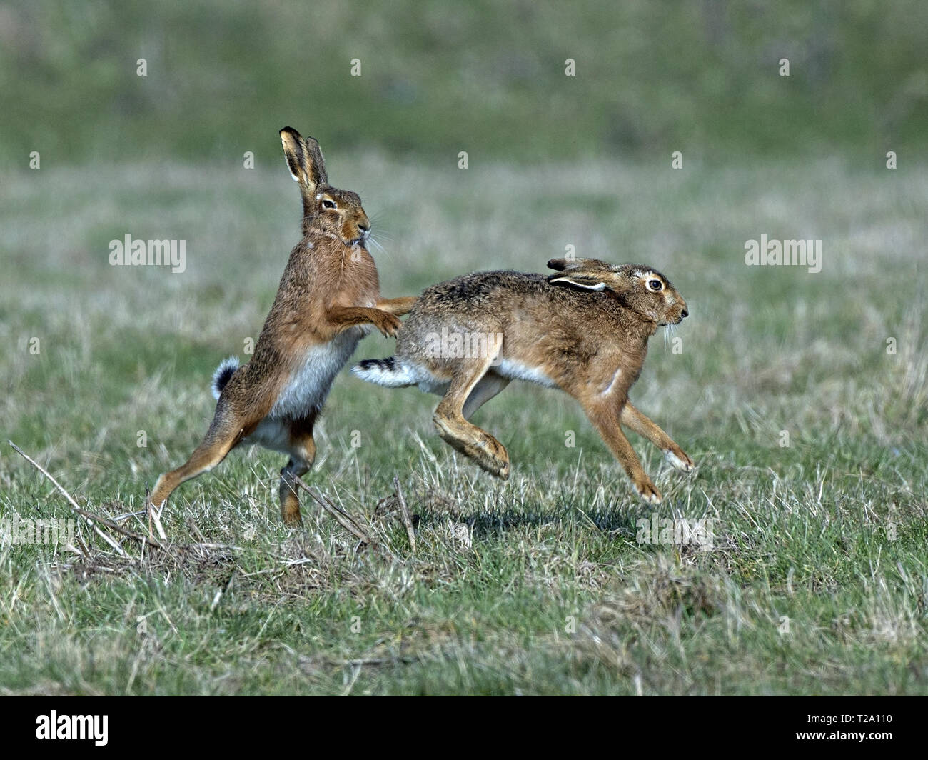 Europäischer Feldhase Boxen Stockfoto
