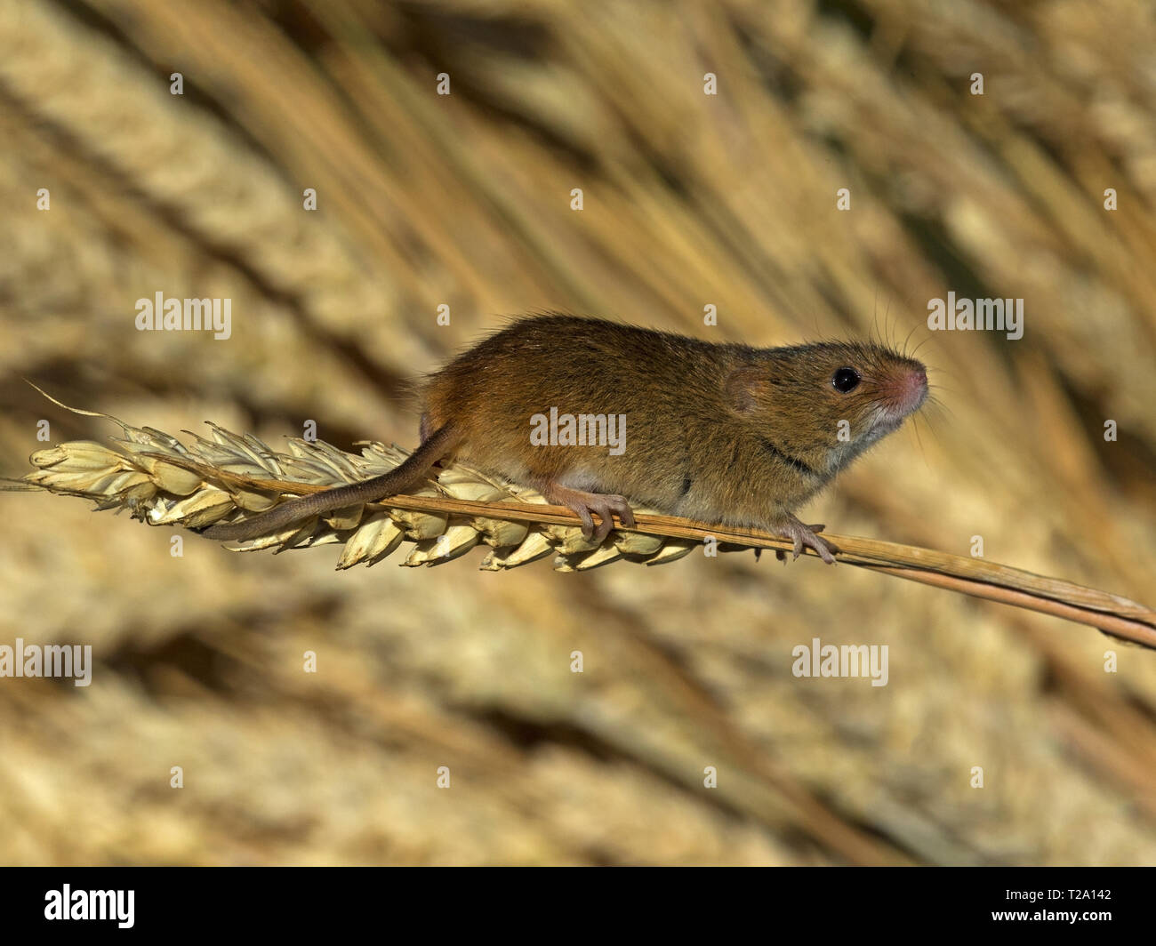 Ernte Maus auf Weizen Earl Stockfoto