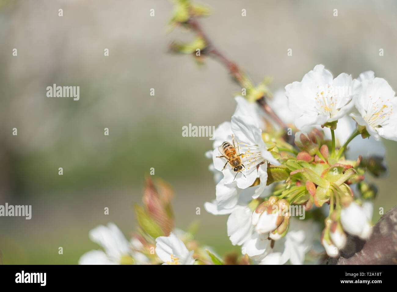 Biene auf weißen Blumen der einen Kirschbaum, Makro Bild von Natur mit Vintage Optik, hellen Hintergrund genommen und angenehm verschwommen Stockfoto
