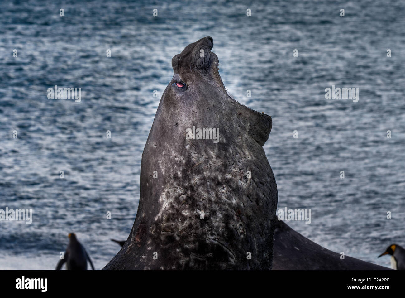 Südliche See-Elefant/Elephant Seal Stockfoto