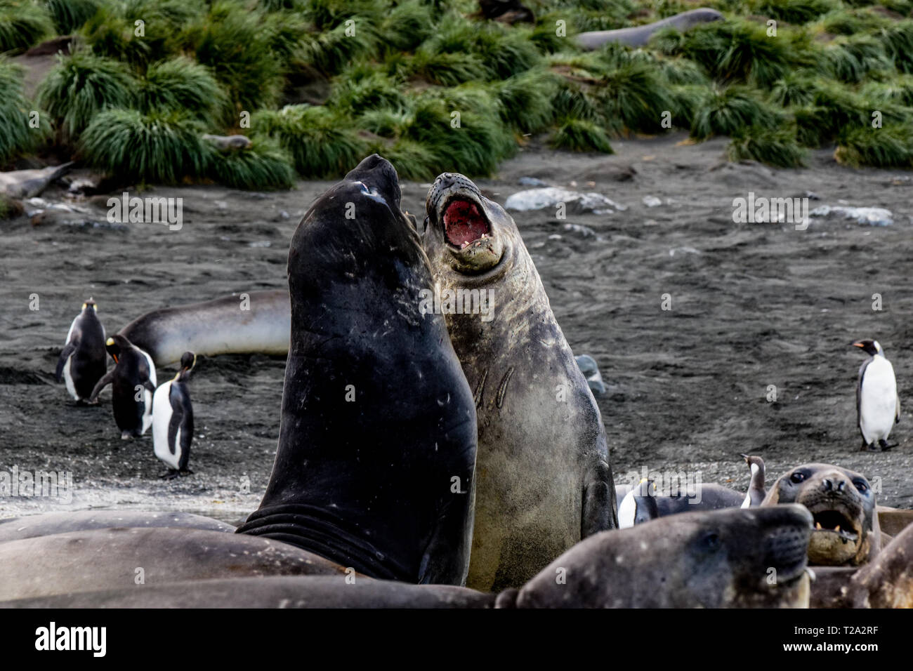 Südliche See-Elefant/Elephant Seal Stockfoto