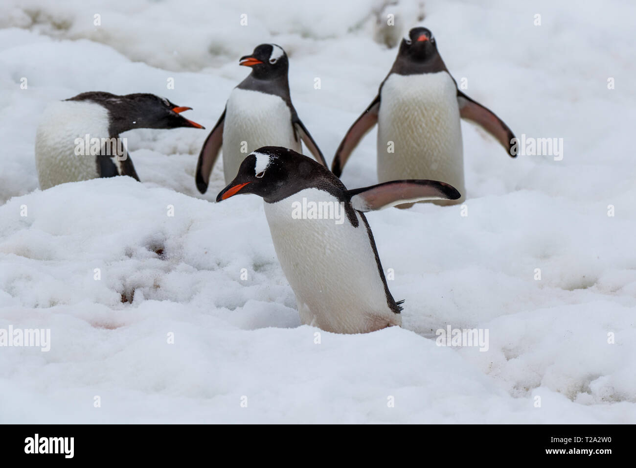 Eselspinguin/Gentoo Pinguin Stockfoto