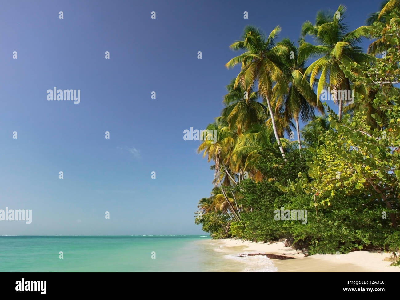 Palm Beach in der Nähe von Pigeon Point (Tobago, West Indies) Stockfoto