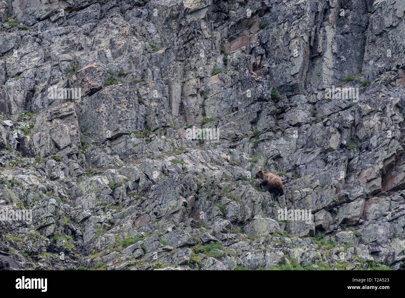 Grizzly klettert Wand während der Spülung für Lebensmittel Stockfoto