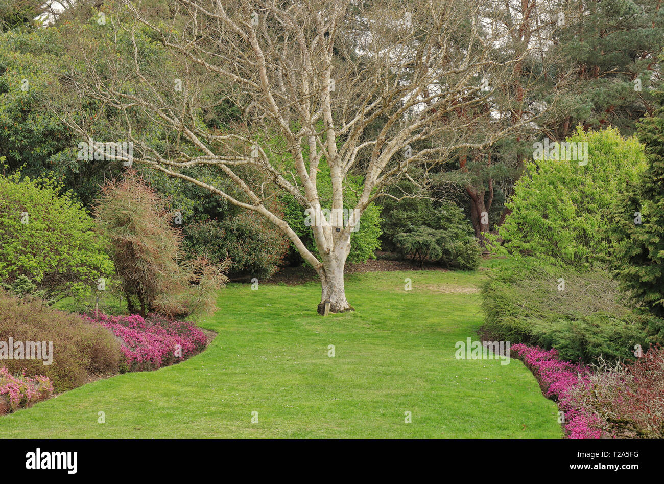 Frühling in einen Englischen Garten mit lila heidekraut und Silber bellte Baum Stockfoto