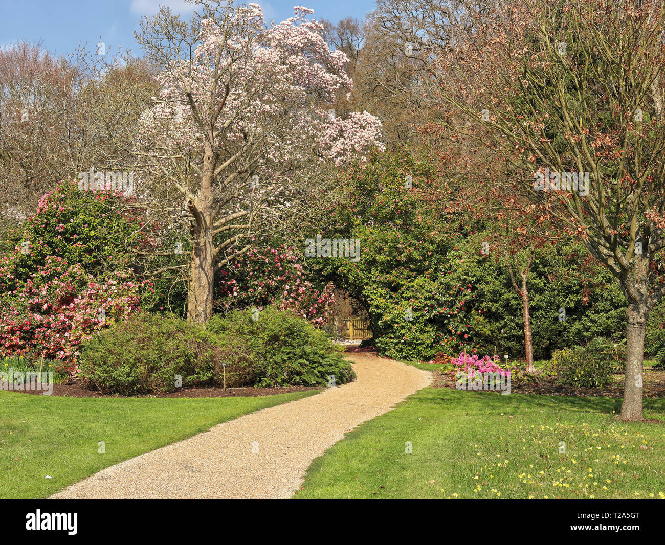 Frühling in einen Englischen Garten mit Magnolia und Camelia Stockfoto