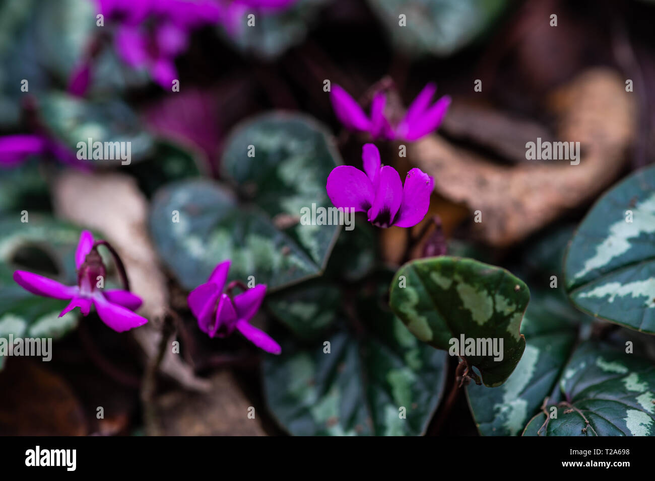 Erste Frühling Blumen im Wald Erythronium Sibiricum, Spring Time Card Konzept Stockfoto