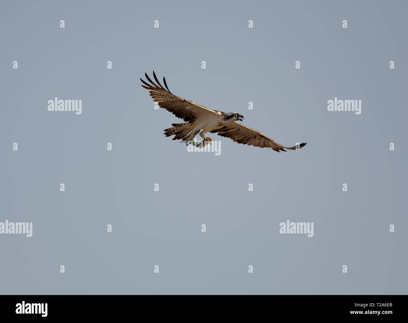 Fischadler, Pandion haliaetus, im Flug mit Fisch, Hamata, Rotes Meer, Ägypten Stockfoto
