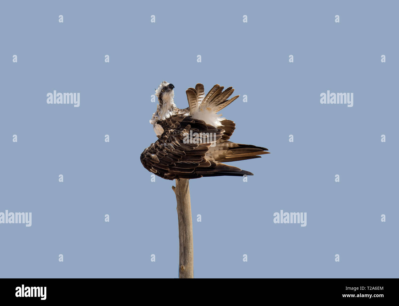 Fischadler, Pandion haliaetus, Putzende Federn, Hamata, Rotes Meer, Ägypten Stockfoto