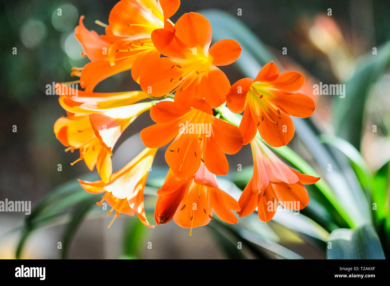 Nahaufnahme von Blooming orange clivia Blumen Stockfoto