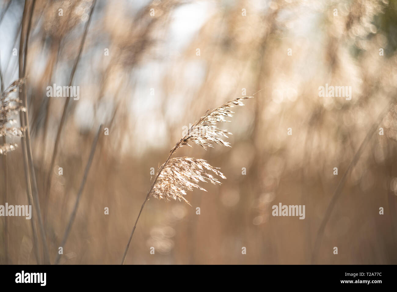 Schilf (Phragmites australis), Schilfrohr, WWT Martin bloße, Lancashire, Großbritannien Stockfoto