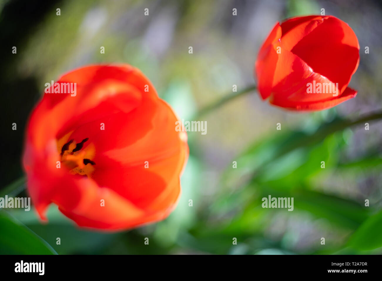 Tulip von oben mit swirly Hintergrund bokeh, Großbritannien Stockfoto