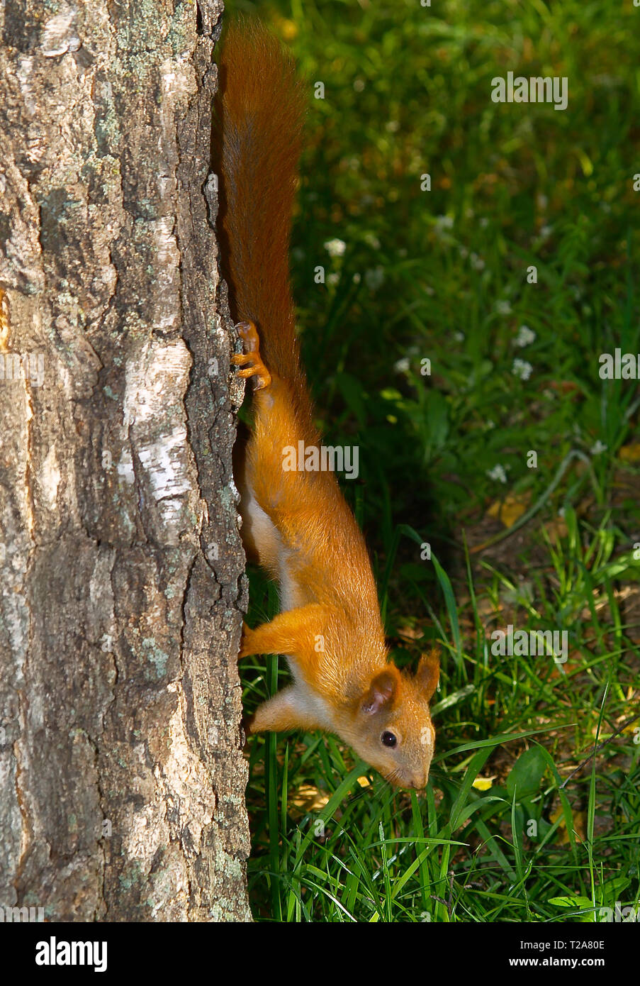 Das Eichhörnchen (Sciurus vulgaris) obyknrvenny (Sciuris) klettert auf einen Baumstamm. Europa. In der Ukraine. Charkow. isst auf einer Tanne Zweig. Kosten le nicht beeinträchtigen. Stockfoto