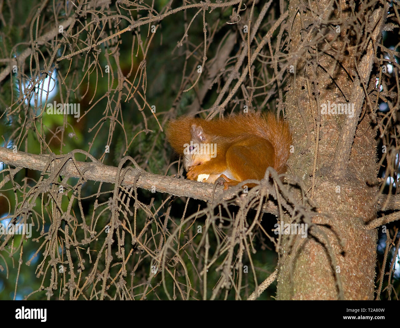 Das Eichhörnchen (Sciurus vulgaris) obyknrvenny (Sciuris) klettert auf einen Baumstamm. Europa. In der Ukraine. Charkow. isst auf einer Tanne Zweig. Kosten le nicht beeinträchtigen. Stockfoto