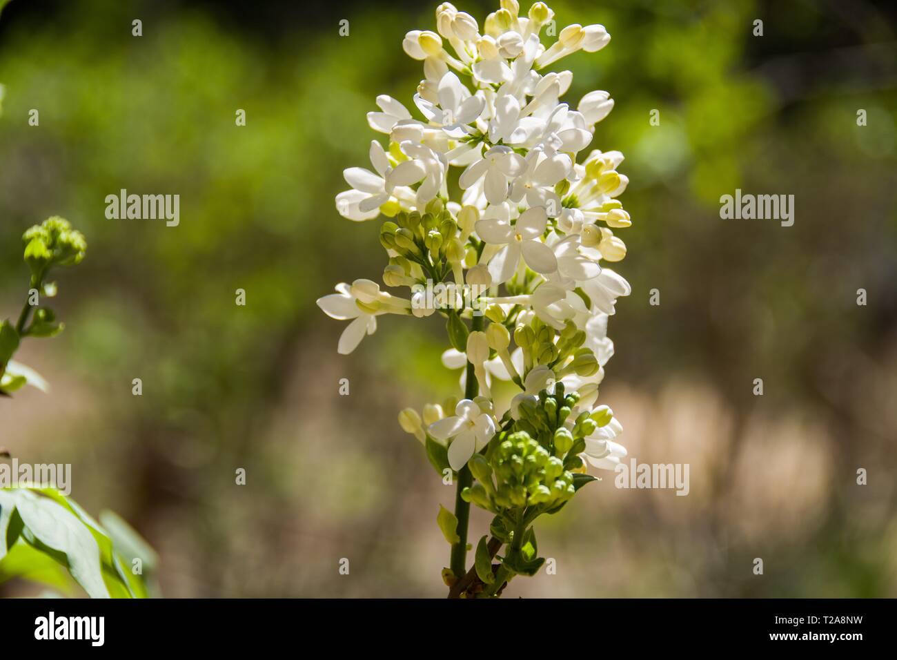 Nahaufnahme der weiße Flieder in voller Blüte. Stockfoto