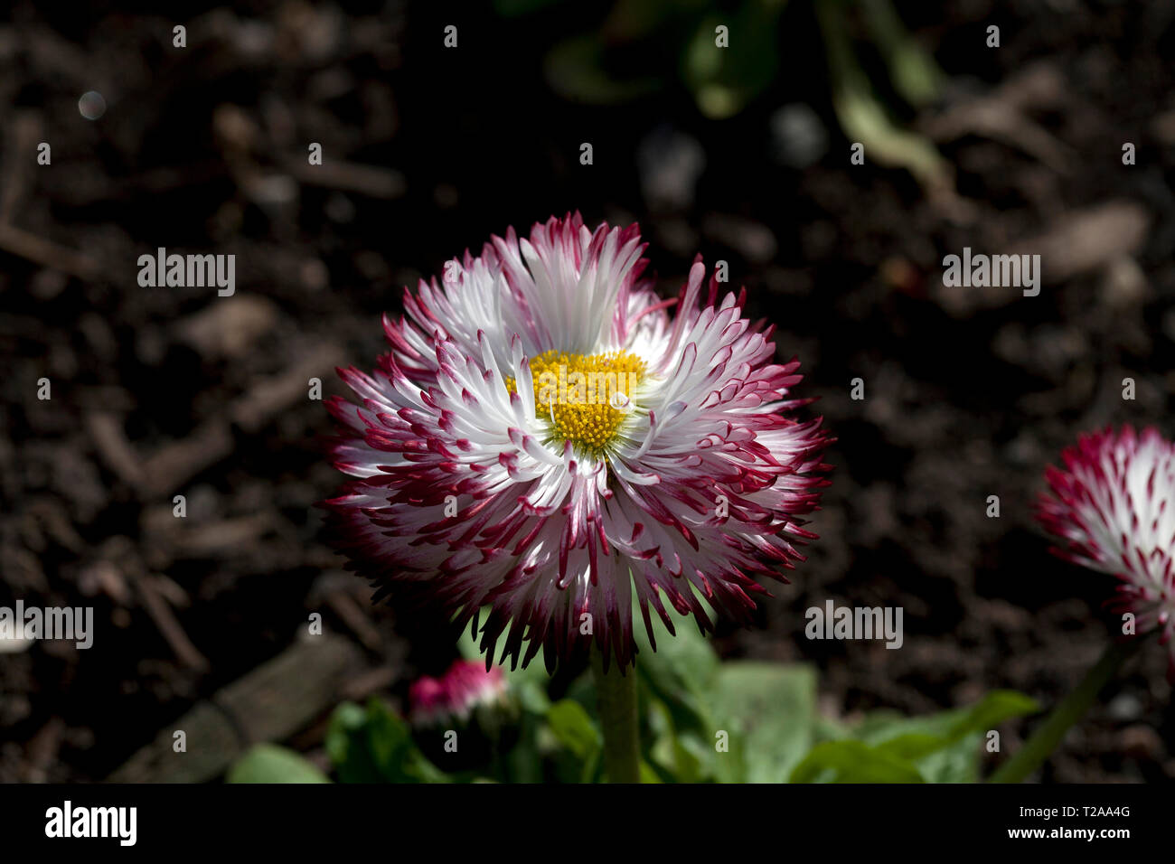 Bellis perennis' pomponette' bicolor Stockfoto