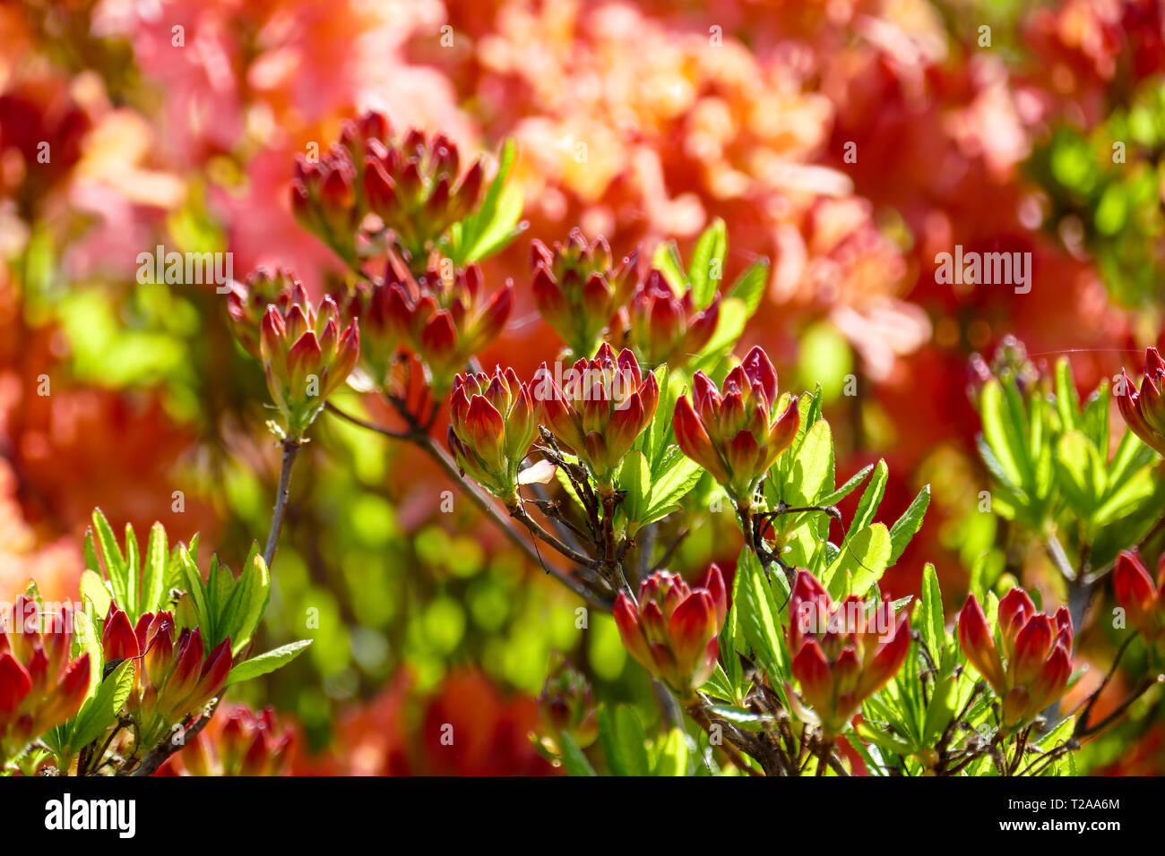 Blühender Baum Rhododendron auf verschwommenen Hintergrund. Stockfoto