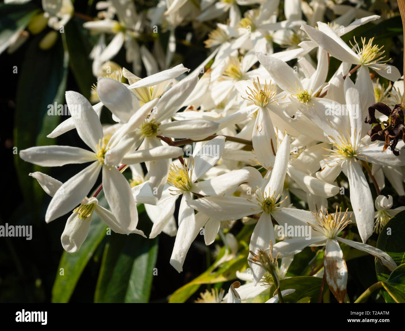 Weiß, der frühe Frühling Blüten der immergrünen woody Kletterer, Clematis armandii Stockfoto