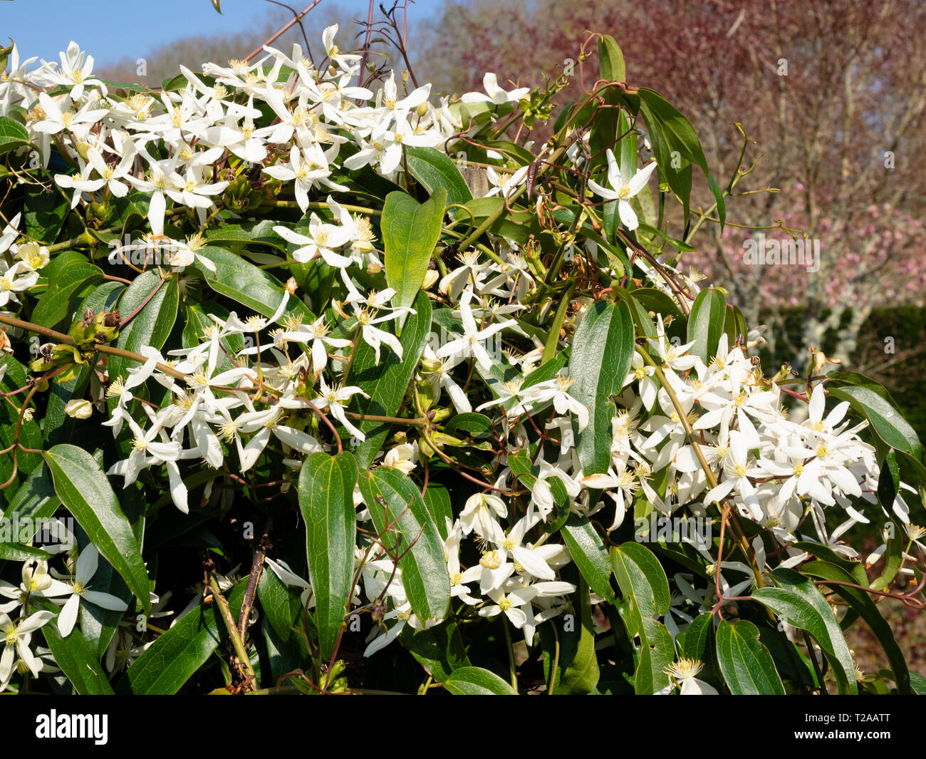 Weiß, der frühe Frühling Blüten der immergrünen woody Kletterer, Clematis armandii Stockfoto
