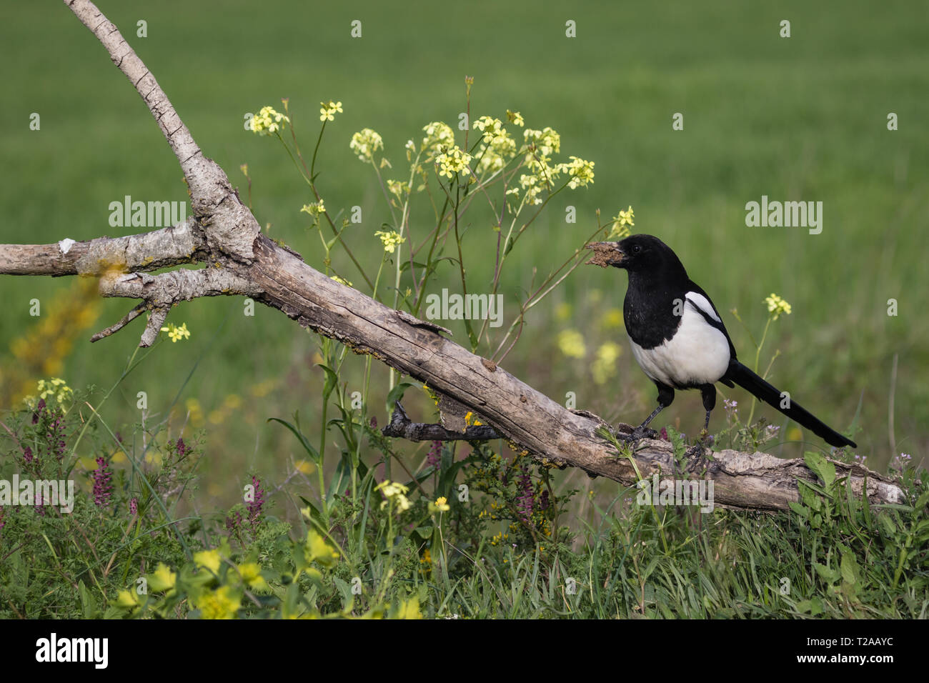 Eurasian Magpie (Pica Pica), auf einem Zweig sitzend, das Sammeln von Nistmaterial (Schlamm), Lleida, Katalonien, Spanien Stockfoto