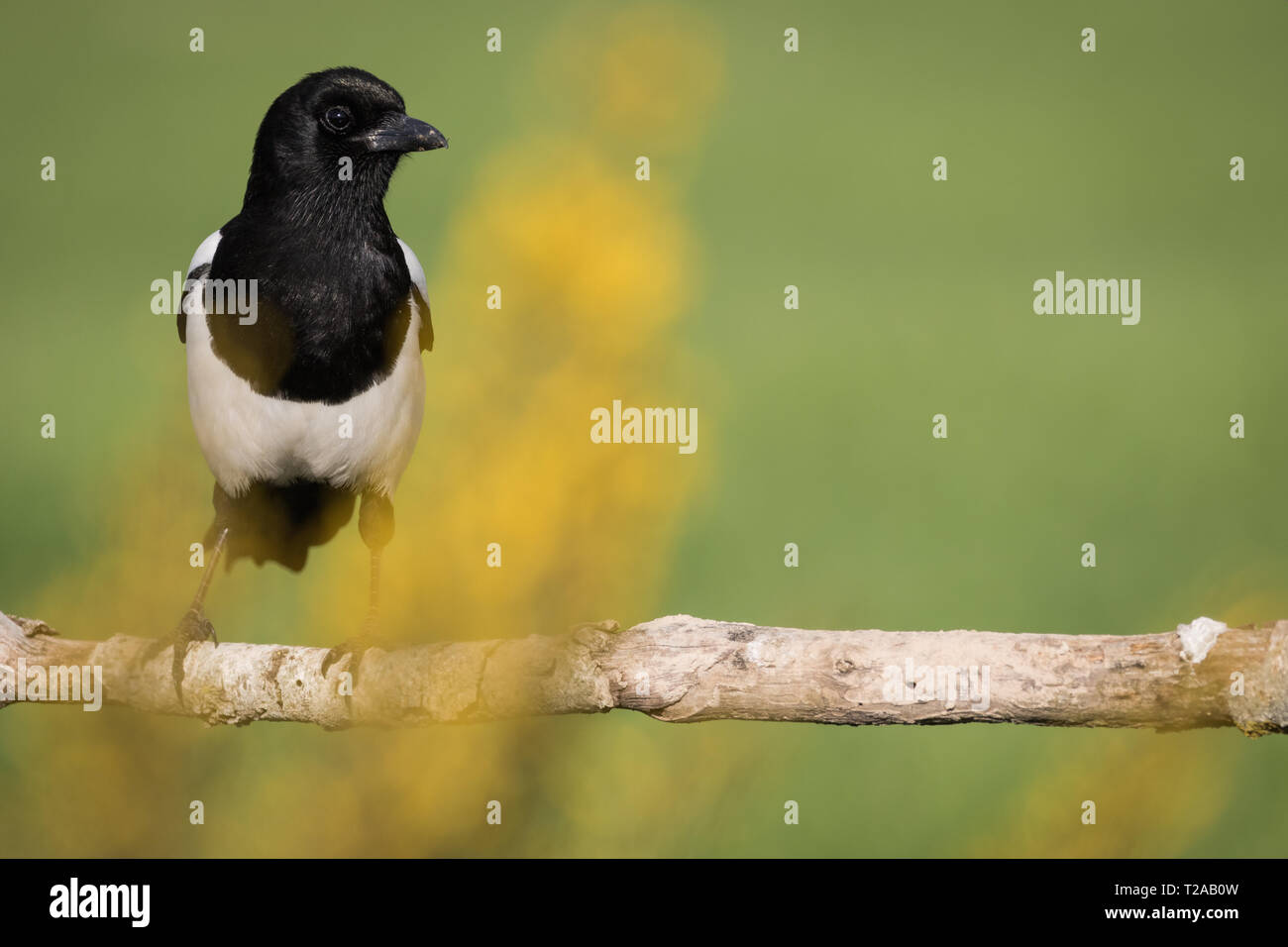 Eurasian Magpie (Pica Pica), auf einem Zweig, Lleida, Katalonien, Spanien gehockt Stockfoto