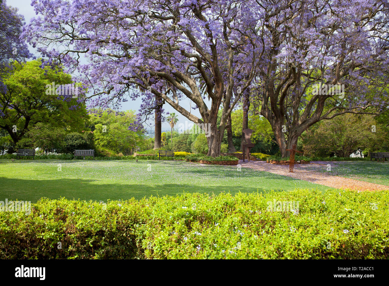 Jacaranda Bäume in St. Andrew's School für Mädchen Stockfoto