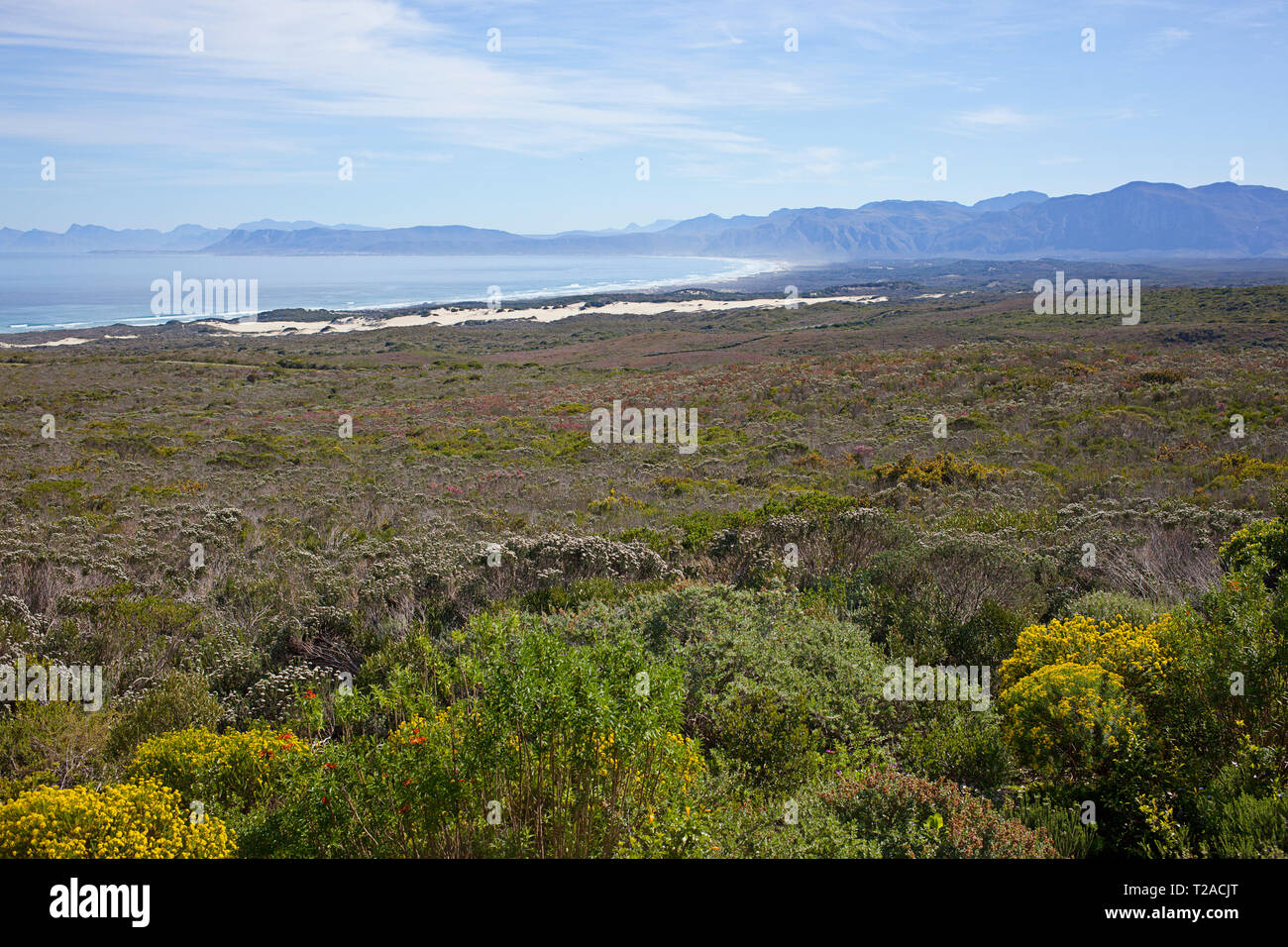 Forest Lodge, Grootbos Nature Reserve Stockfoto