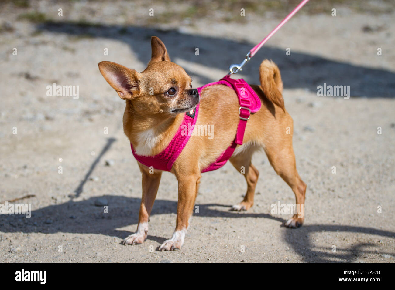 Chihuahua wandern in einem Park mit einem rosa-Kabelbaum Stockfoto