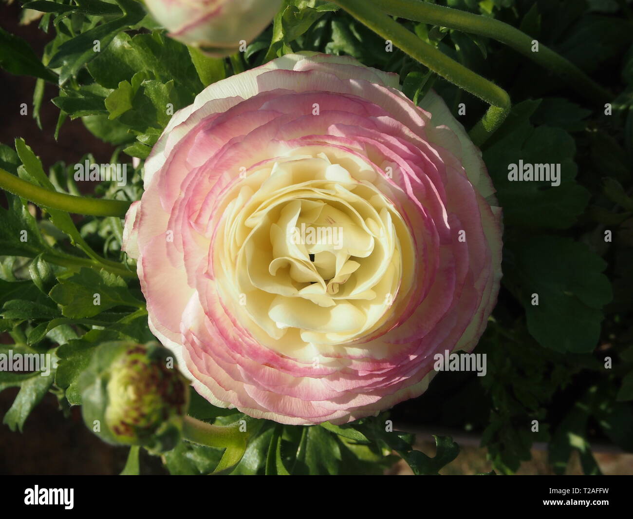 Cremeweiß Ranunculus Blume mit roten Farbton Stockfoto