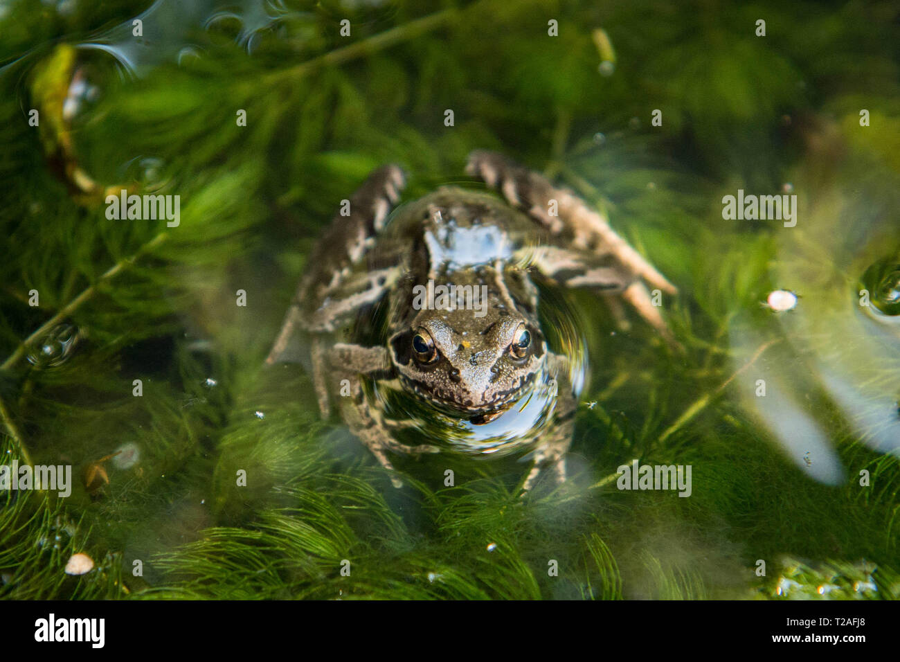 Wildtier gartenteich Fotos und Bildmaterial in hoher Auflösung Alamy