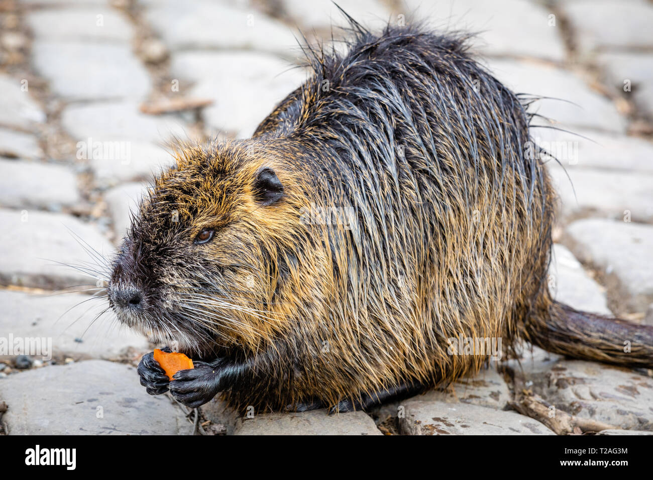 Nahaufnahme der Nutria isst eine Karotte am Bahndamm in der Nähe der Karlsbrücke in Prag, an den Ufern der Moldau posing Stockfoto