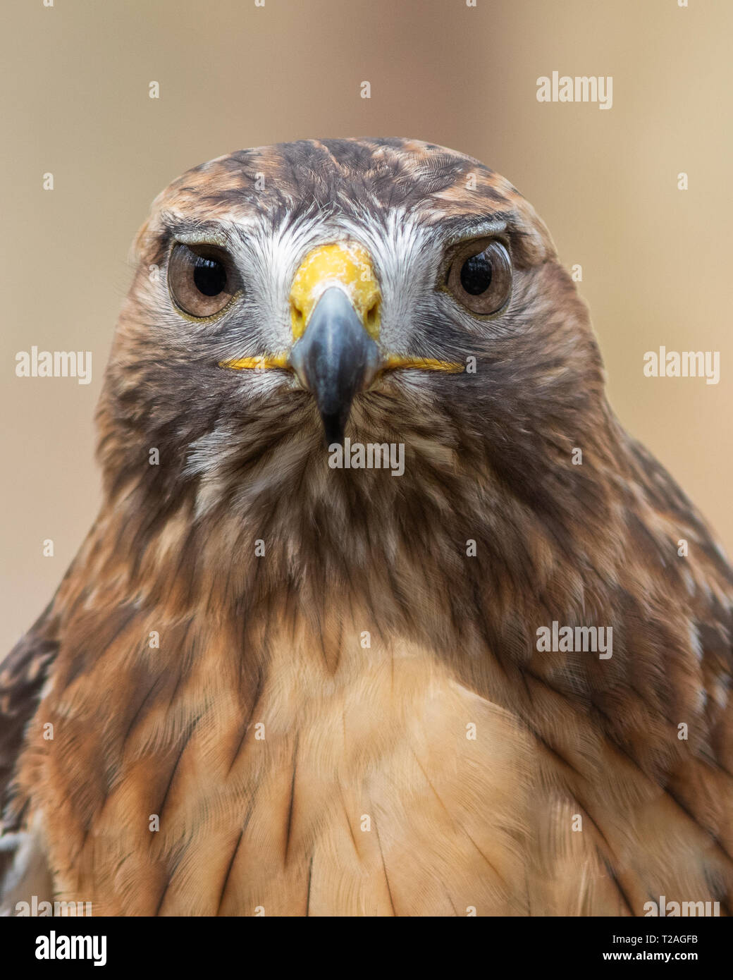 Rot - angebundener Falke Stockfoto