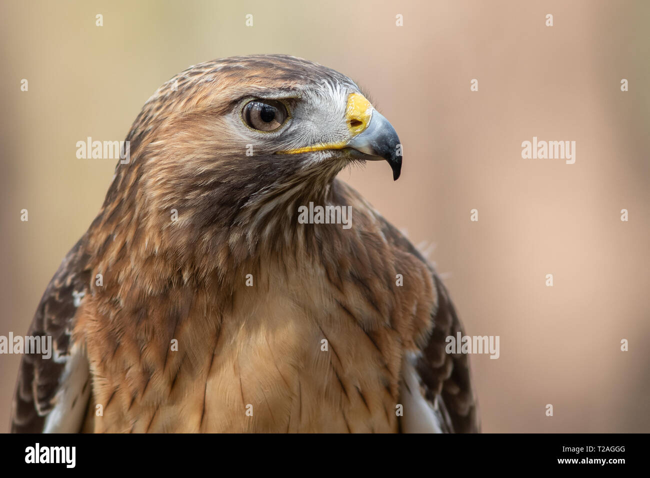 Rot - angebundener Falke Stockfoto